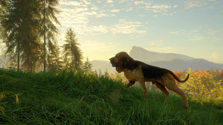 theHunter: Call of the Wild™ - Bloodhound Screenshot 5
