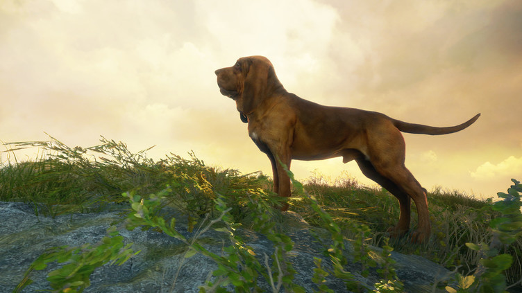 theHunter: Call of the Wild™ - Bloodhound Screenshot 4