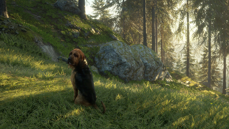 theHunter: Call of the Wild™ - Bloodhound Screenshot 6