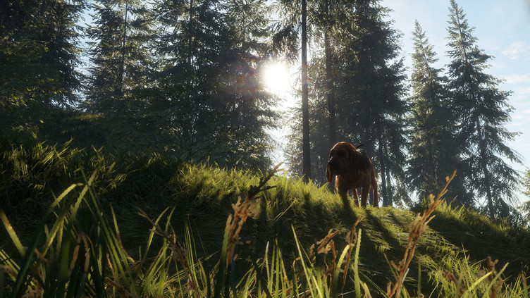 theHunter: Call of the Wild™ - Bloodhound Screenshot 9